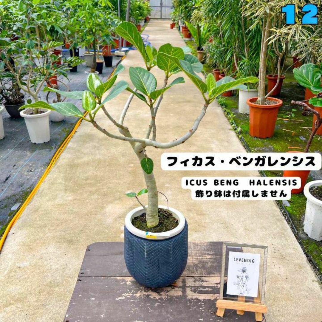 ✨癒しの観葉植物、フィカス・ベンガレンシス✨７８センチ 12・個性的な樹形が魅力 ハンドメイドのフラワー/ガーデン(プランター)の商品写真