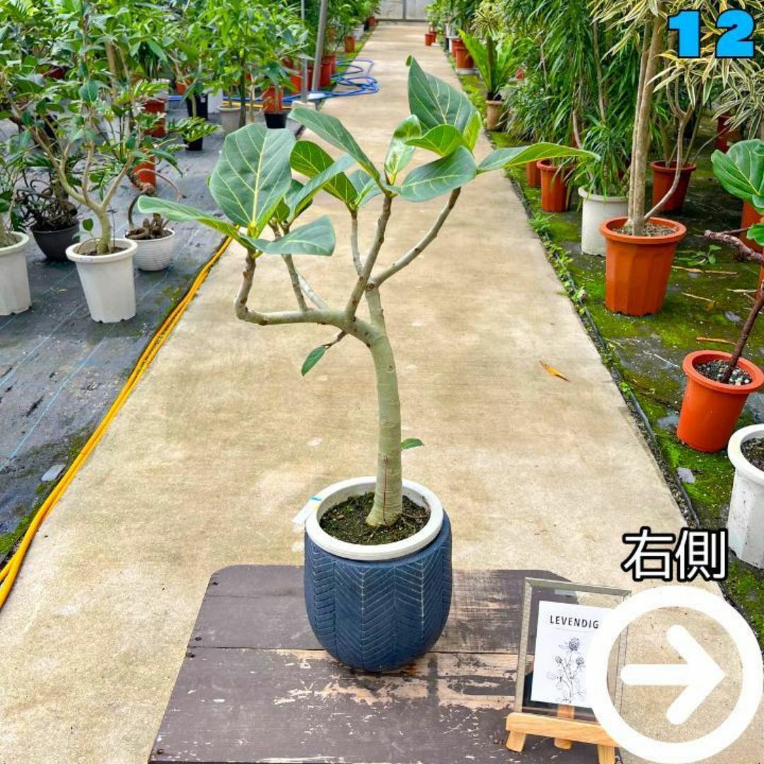 ✨癒しの観葉植物、フィカス・ベンガレンシス✨７８センチ 12・個性的な樹形が魅力 ハンドメイドのフラワー/ガーデン(プランター)の商品写真