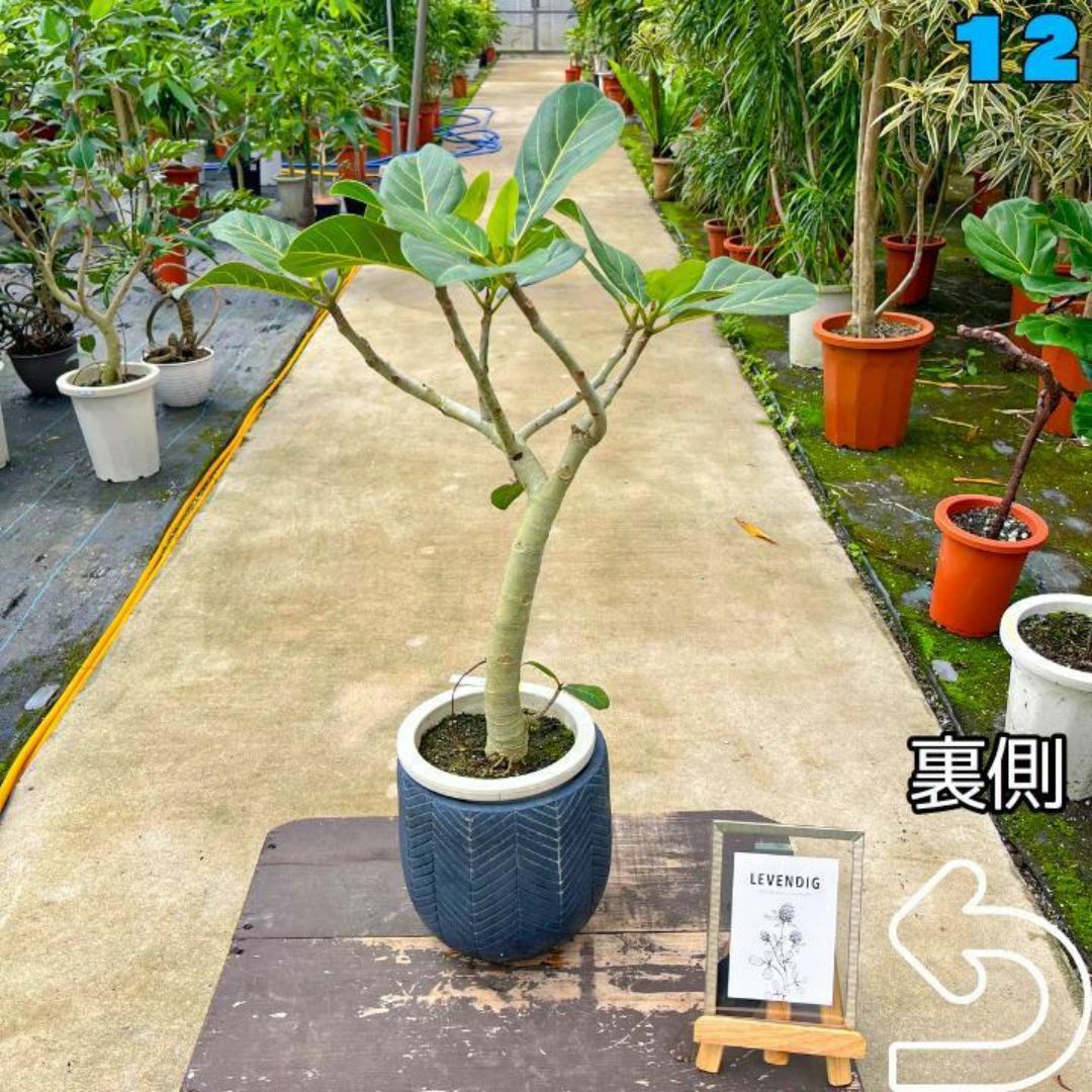 ✨癒しの観葉植物、フィカス・ベンガレンシス✨７８センチ 12・個性的な樹形が魅力 ハンドメイドのフラワー/ガーデン(プランター)の商品写真