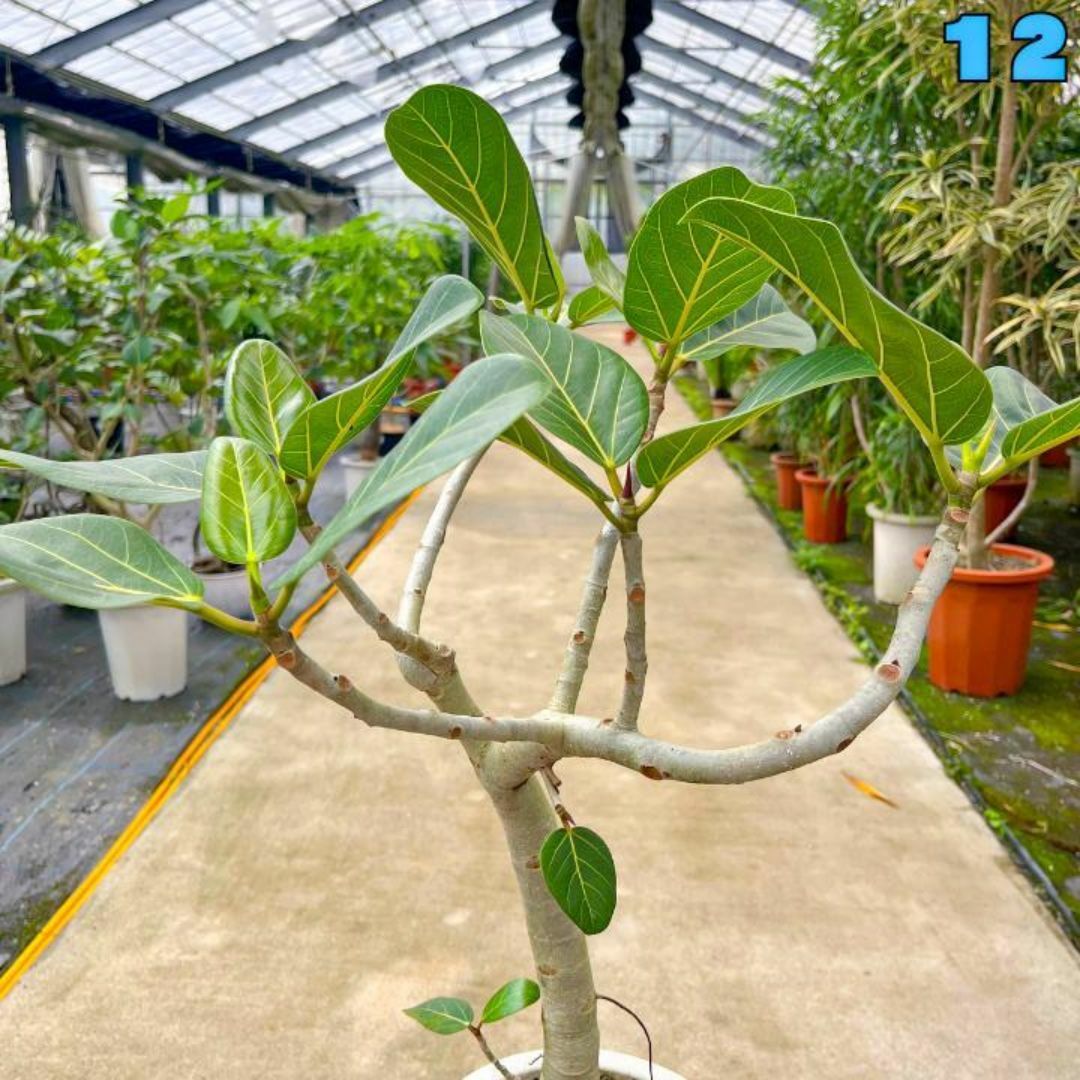 ✨癒しの観葉植物、フィカス・ベンガレンシス✨７８センチ 12・個性的な樹形が魅力 ハンドメイドのフラワー/ガーデン(プランター)の商品写真