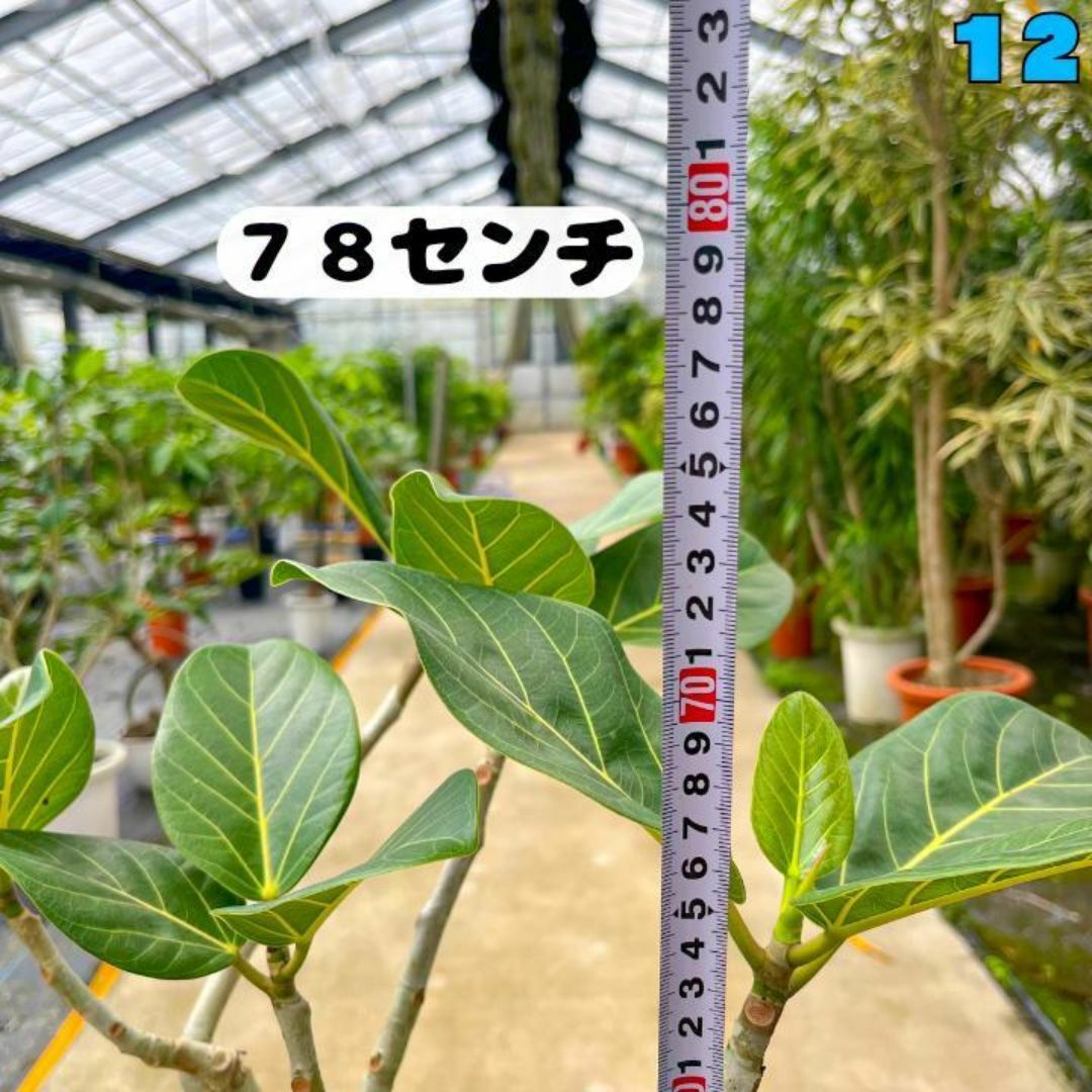 ✨癒しの観葉植物、フィカス・ベンガレンシス✨７８センチ 12・個性的な樹形が魅力 ハンドメイドのフラワー/ガーデン(プランター)の商品写真