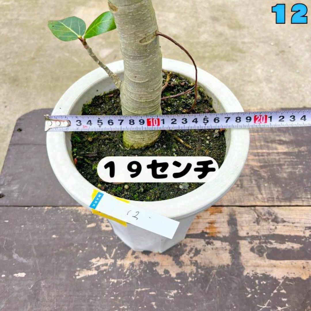 ✨癒しの観葉植物、フィカス・ベンガレンシス✨７８センチ 12・個性的な樹形が魅力 ハンドメイドのフラワー/ガーデン(プランター)の商品写真