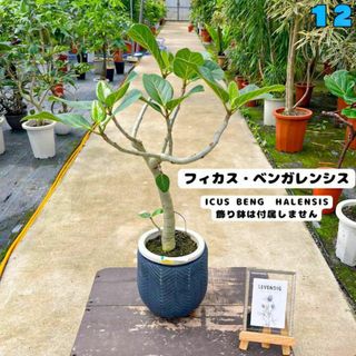 ✨癒しの観葉植物、フィカス・ベンガレンシス✨７８センチ 12・個性的な樹形が魅力(プランター)