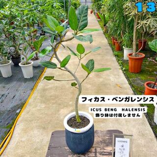 ✨癒しの観葉植物、フィカス・ベンガレンシス✨９５センチ 13・個性的な樹形が魅力