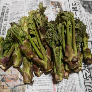 岩手県産　タラの芽　約500g(野菜)