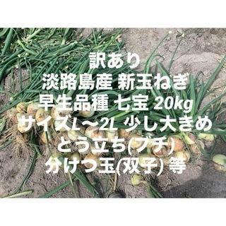 訳あり 淡路島産 新玉ねぎ 早生品種 七宝 20kg サイズL～2L ブチ、双子(野菜)