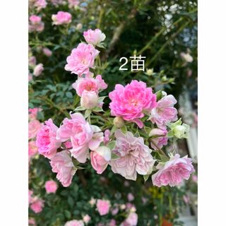 ST 2苗 つる薔薇苗　夢乙女苗　1苗　ピンク　小花　枝しなやか ゆうパ発送(その他)