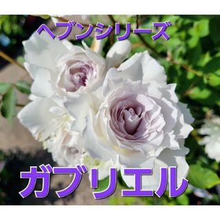 ♡蕾あり♡ ガブリエル　薔薇　正規品　２年苗　ラベルあり(ドライフラワー)