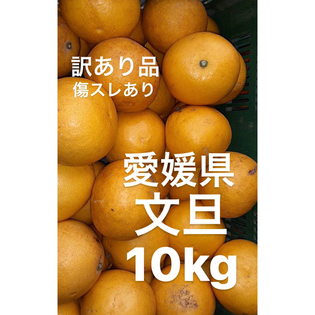 訳あり品　愛媛県産　文旦　柑橘　10kg 食品/飲料/酒の食品(フルーツ)の商品写真