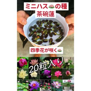 ミニハスの種　茶碗蓮　ハスの種　混色屋内外植付け可能　お得な値段設定　20粒入り(その他)