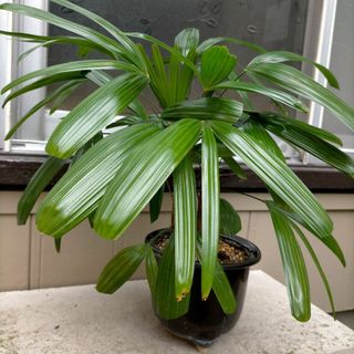 観葉植物・観音竹・カンノンチクの鉢植え(その他)