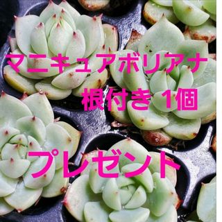 マニキュアボリアナ♡根付き 1つ 多肉植物(その他)