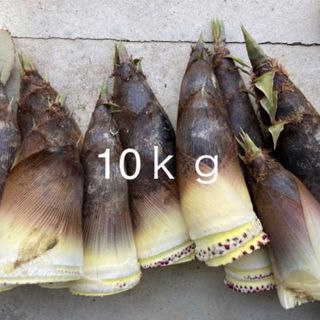 兵庫県産　たけのこ　１０キロ(野菜)