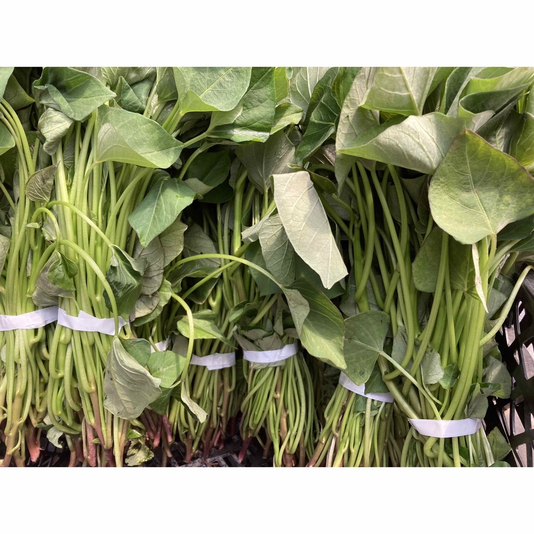 さつまいもの苗 速 安納芋 50本 送料込 さつまいもの苗 速 安納芋 50本 送料込