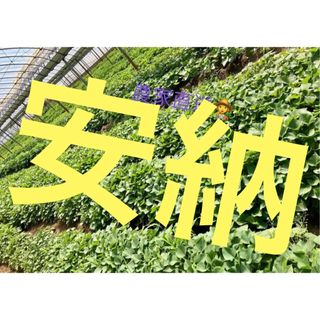 さつまいも苗（安納芋10本）(野菜)