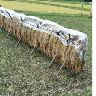 新米令和5年産コシヒカリ３０キロ無農薬玄米になります(米/穀物)