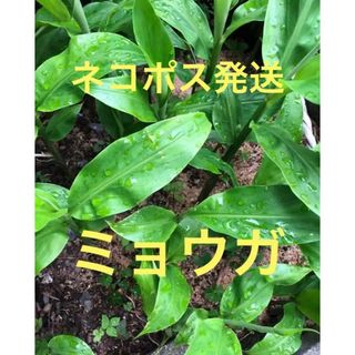 ミョウガの地下茎　苗　10個(その他)