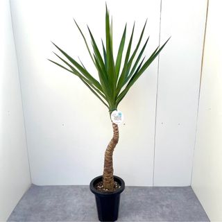 ユッカ　エレファンティペス　10【現品】 観葉植物　室内(その他)