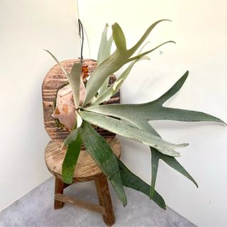 コウモリラン　ビカクシダ　8【現品】観葉植物　板付(その他)