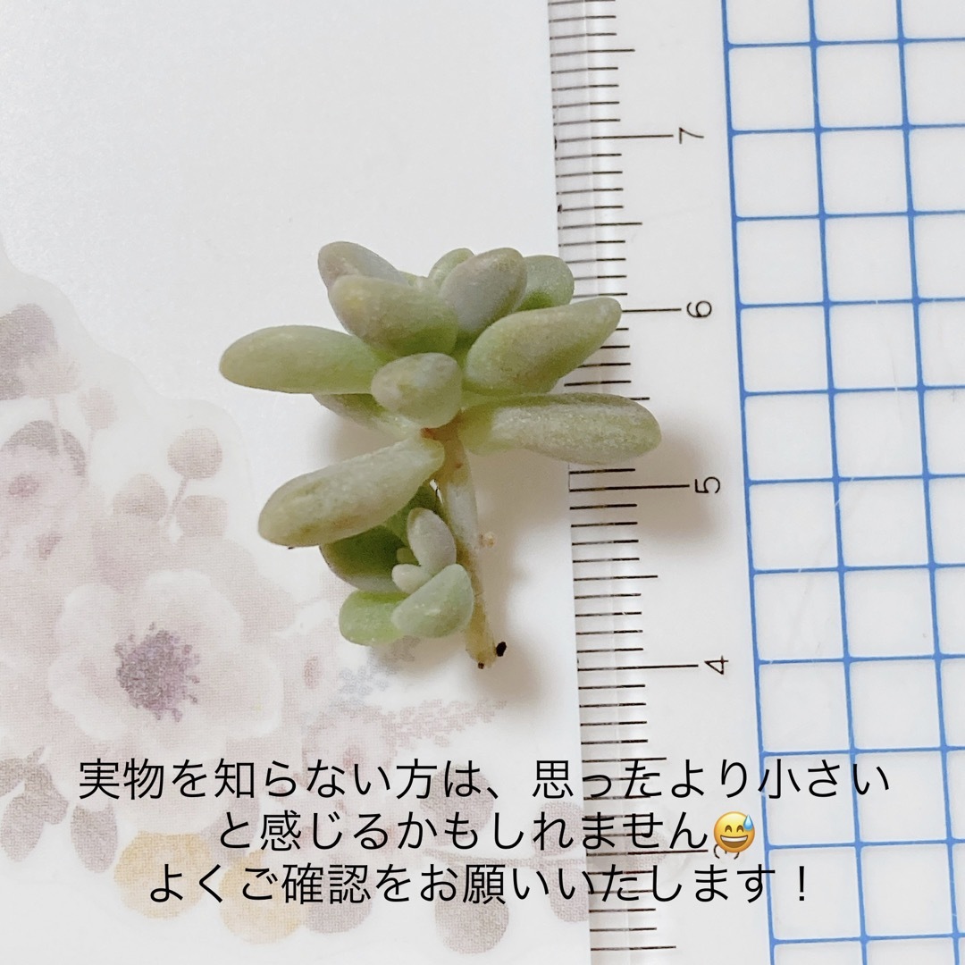 多肉植物　姫秀麗　10カット　オマケ付き ハンドメイドのハンドメイド その他(その他)の商品写真