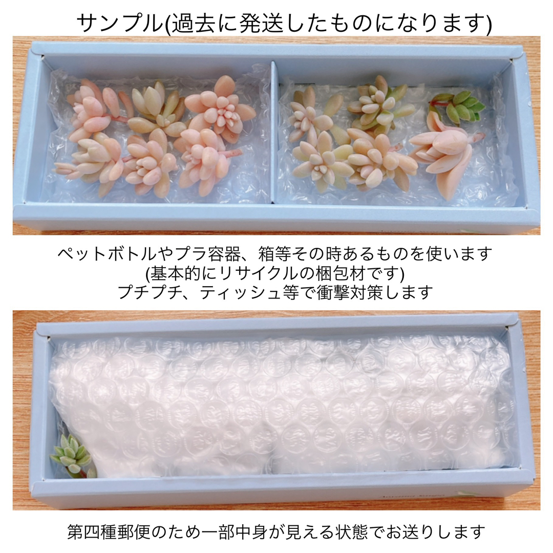 多肉植物　姫秀麗　10カット　オマケ付き ハンドメイドのハンドメイド その他(その他)の商品写真