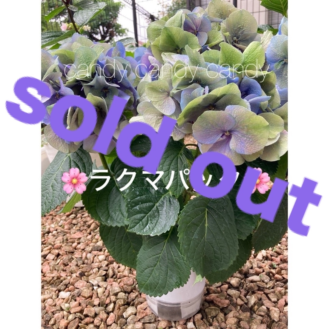 🌸sold out🌸《秋色紫陽花　鬼木さん　3苗セット　アンティークカラー》 ハンドメイドのフラワー/ガーデン(その他)の商品写真