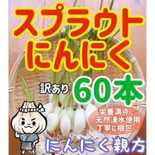 スプラウトにんにく　驚きの栄養価　発芽にんにく　訳あり60本　にんにく親方(野菜)