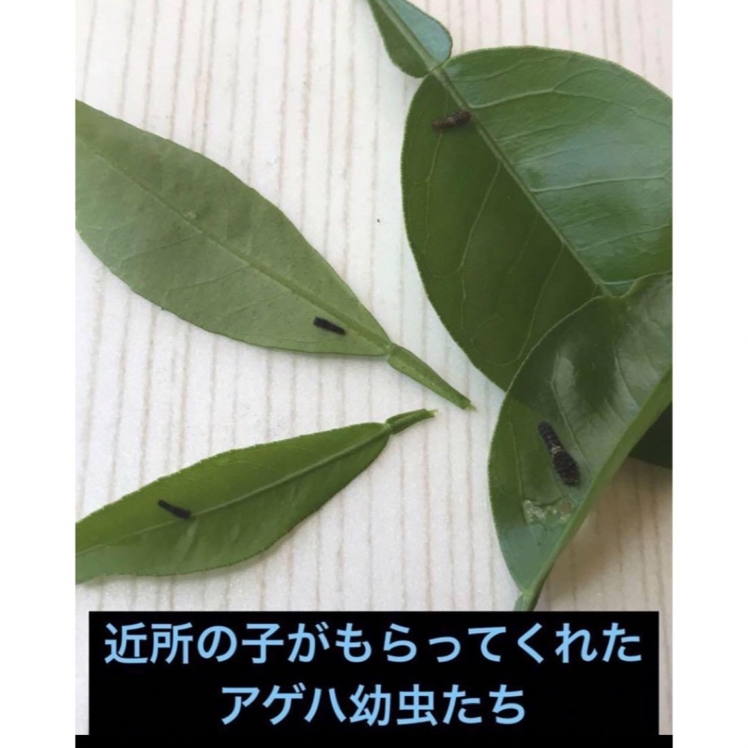 無消毒、アゲハの餌、柑橘類の葉  枝付き１０本、葉約60枚、春の一番新芽 その他のペット用品(虫類)の商品写真