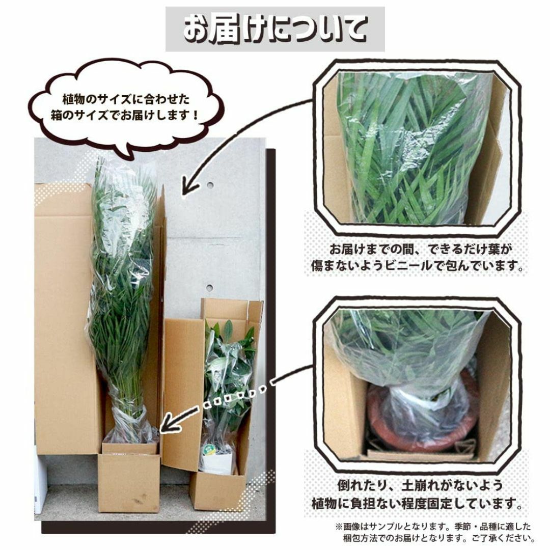 フィカス アルテシーマゴムの木 5号鉢【品種で選べる観葉植物・リビングやオフィス その他のその他(その他)の商品写真