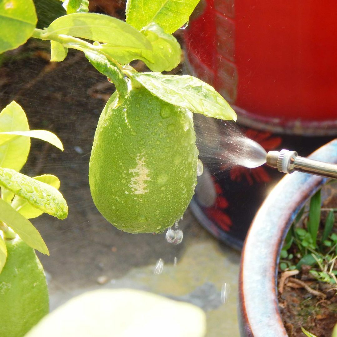 【色: Gダークグレー】TOSSOW 霧吹き ガラス 植物 園芸 霧吹き アンテ その他のその他(その他)の商品写真