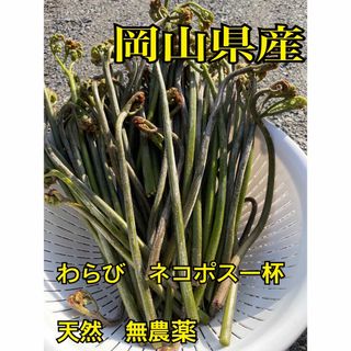 岡山県産　夕方採り　わらび　山菜　天然　無農薬　ネコポス一杯　春　食品　野菜