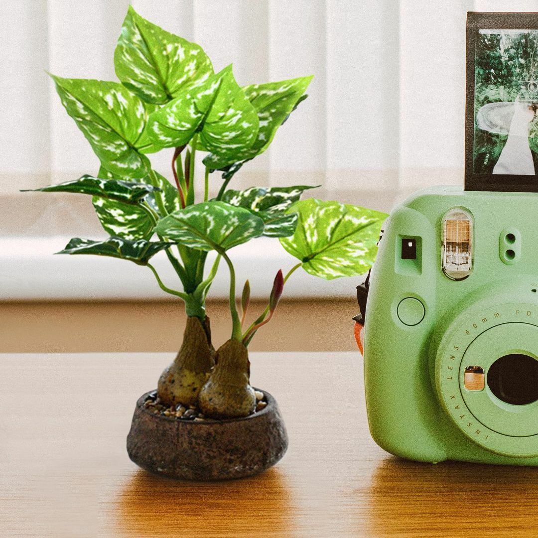 【色: D】人工観葉植物 光触媒 フェイクグリーン 人工盆栽 モンステラインテリ その他のその他(その他)の商品写真