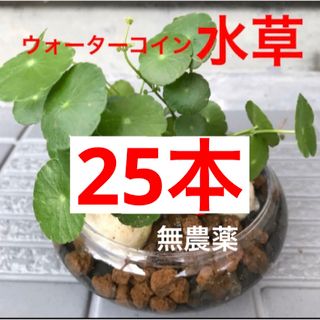 1g☆いつもメダカに愛情を☆増えるウォーターコイン〜☆ウォーターマッシュルーム☆(アクアリウム)