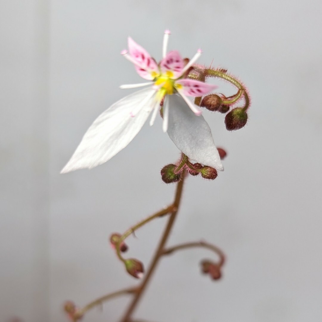 ユキノシタ 葉裏紫 山野草 雪の下 苗 半日陰 テラリウム 苔玉 増える植物 ハンドメイドのフラワー/ガーデン(その他)の商品写真