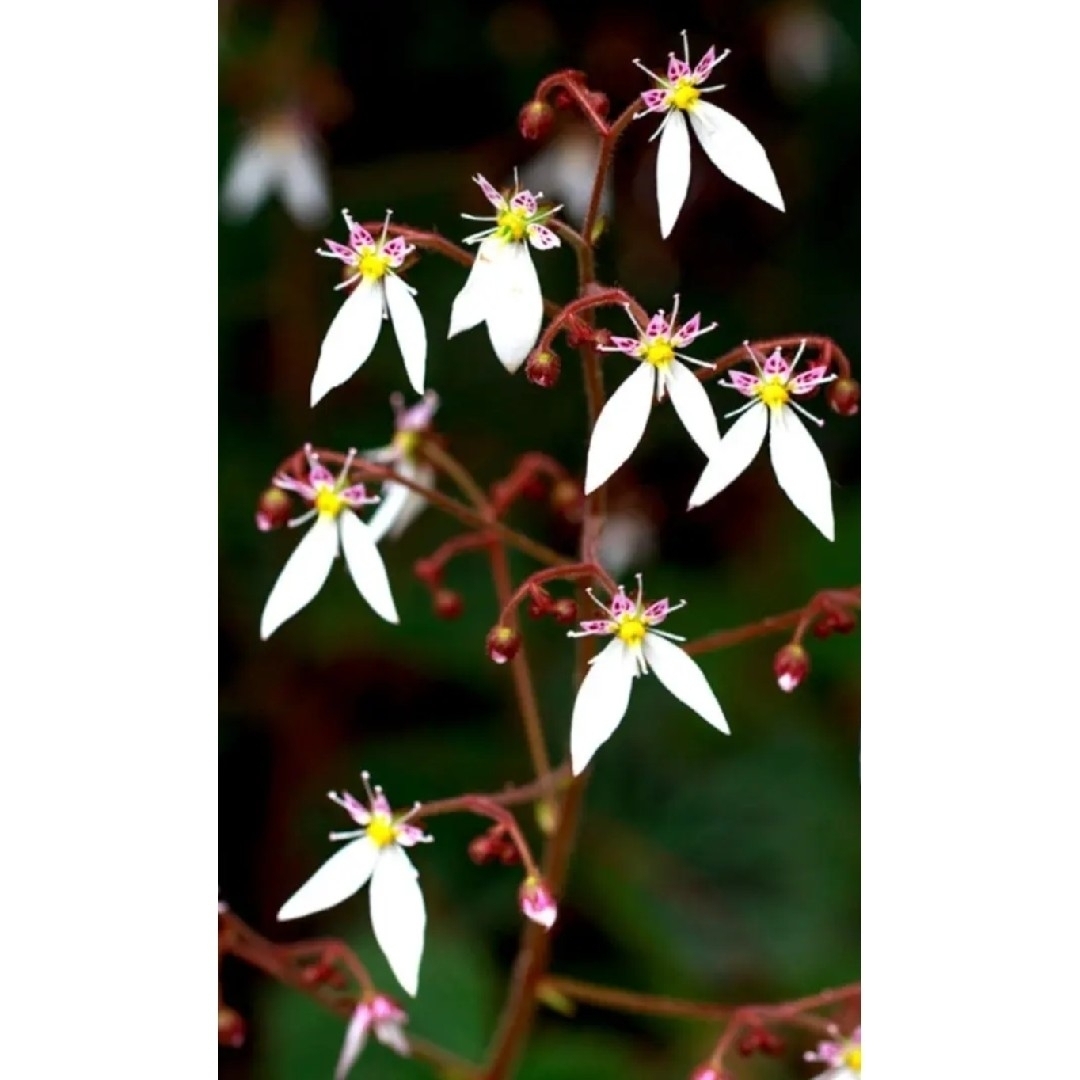 ユキノシタ 葉裏紫 山野草 雪の下 苗 半日陰 テラリウム 苔玉 増える植物 ハンドメイドのフラワー/ガーデン(その他)の商品写真