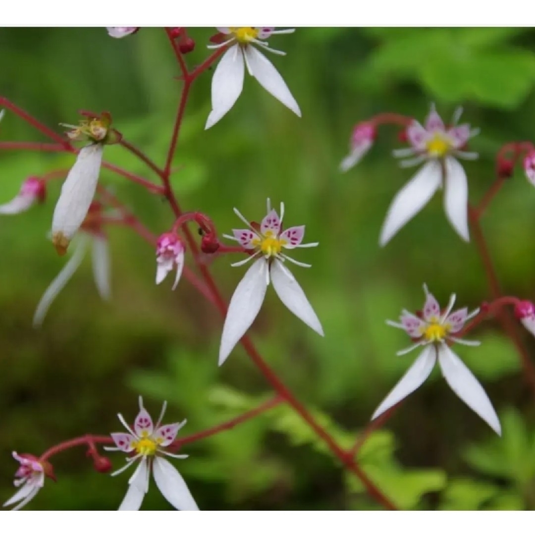 ユキノシタ 葉裏紫 山野草 雪の下 苗 半日陰 テラリウム 苔玉 増える植物 ハンドメイドのフラワー/ガーデン(その他)の商品写真