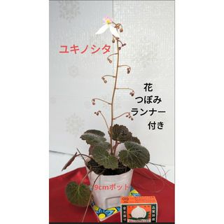 ユキノシタ 葉裏紫 山野草 雪の下 苗 半日陰 テラリウム 苔玉 増える植物(その他)