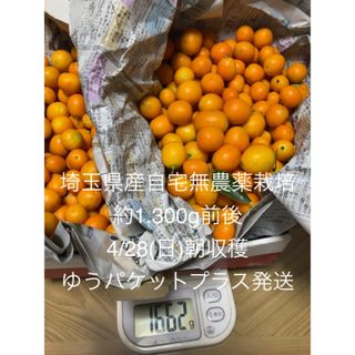 1030）埼玉県産【金柑】自宅無農薬栽培（約1,300g前後12時迄当日発送）7(フルーツ)