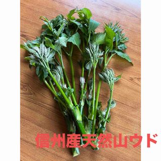 信州産 天然山ウド うど 無農薬(野菜)