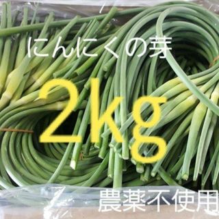 にんにくの芽2キロ(野菜)