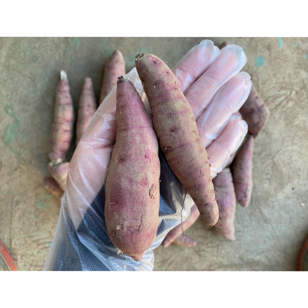 紅はるか　1.5kg さつまいも　小さいサイズ 食品/飲料/酒の食品(野菜)の商品写真