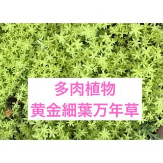 多肉植物　セダム・黄金細葉万年草(その他)