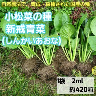 小松菜の種　新戒青菜　国内で育成、採取した自然の種　春まき　秋まき　家庭菜園(野菜)