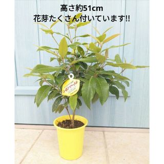 花は甘く葉はレモンの香り　☘　大株!!　レモンマートル　☘　苗　オージープランツ(その他)