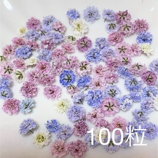 (05)かすみ草ドライフラワー100粒(ドライフラワー)