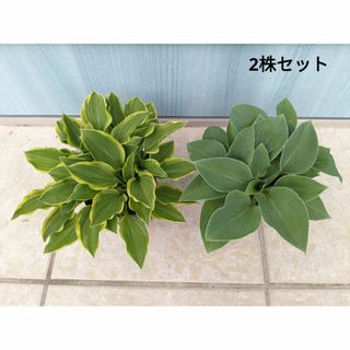 日陰のお庭の主役に　瑞々しいグリーンが美しい　☘　ホスタ2株　☘　苗(その他)