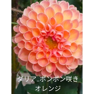 ダリア‥ポンポン咲きオレンジ＋ニゲラの種(プランター)