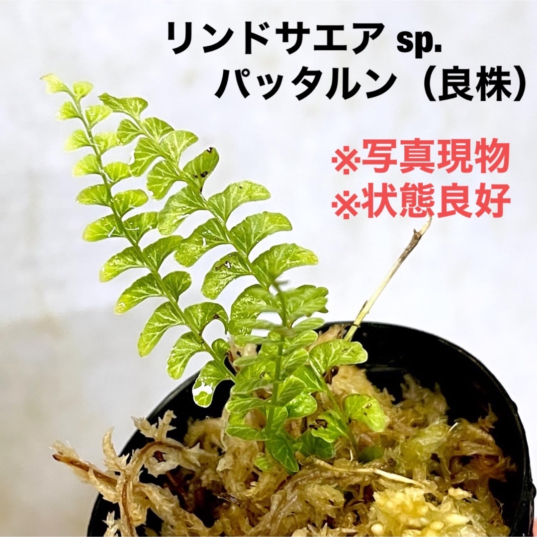 ◆ リンドサエア sp.パッタルン  #植物さかな屋　パルダリウム　シダ植物 ハンドメイドのフラワー/ガーデン(その他)の商品写真