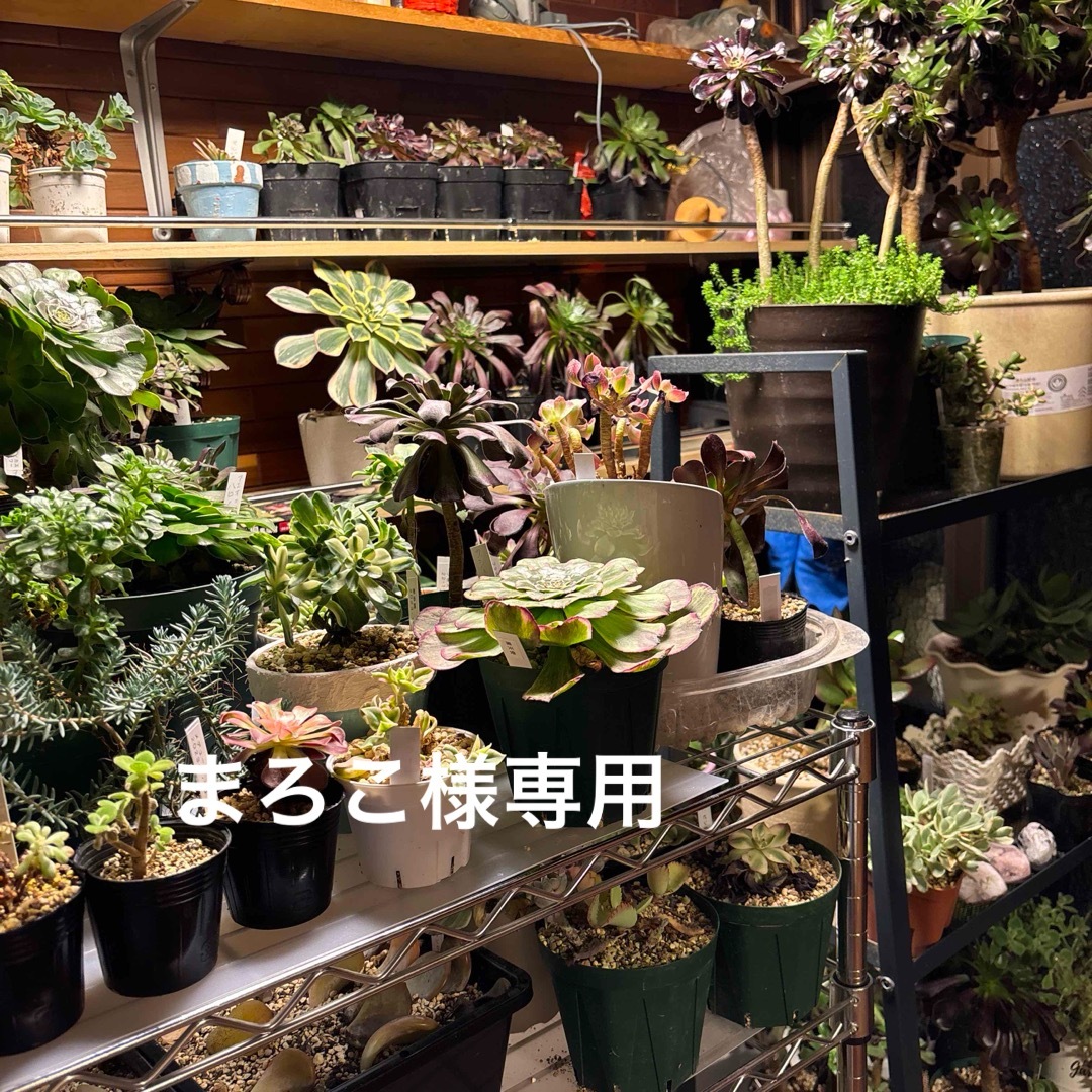 多肉植物　まろこ様専用 その他のその他(その他)の商品写真