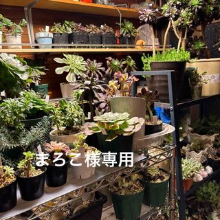 多肉植物　まろこ様専用(その他)